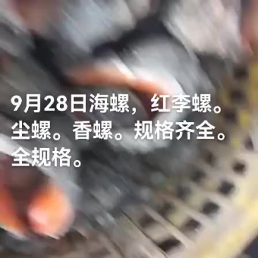 海螺