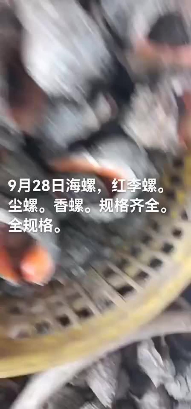 海螺