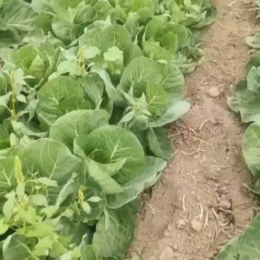 甘蓝