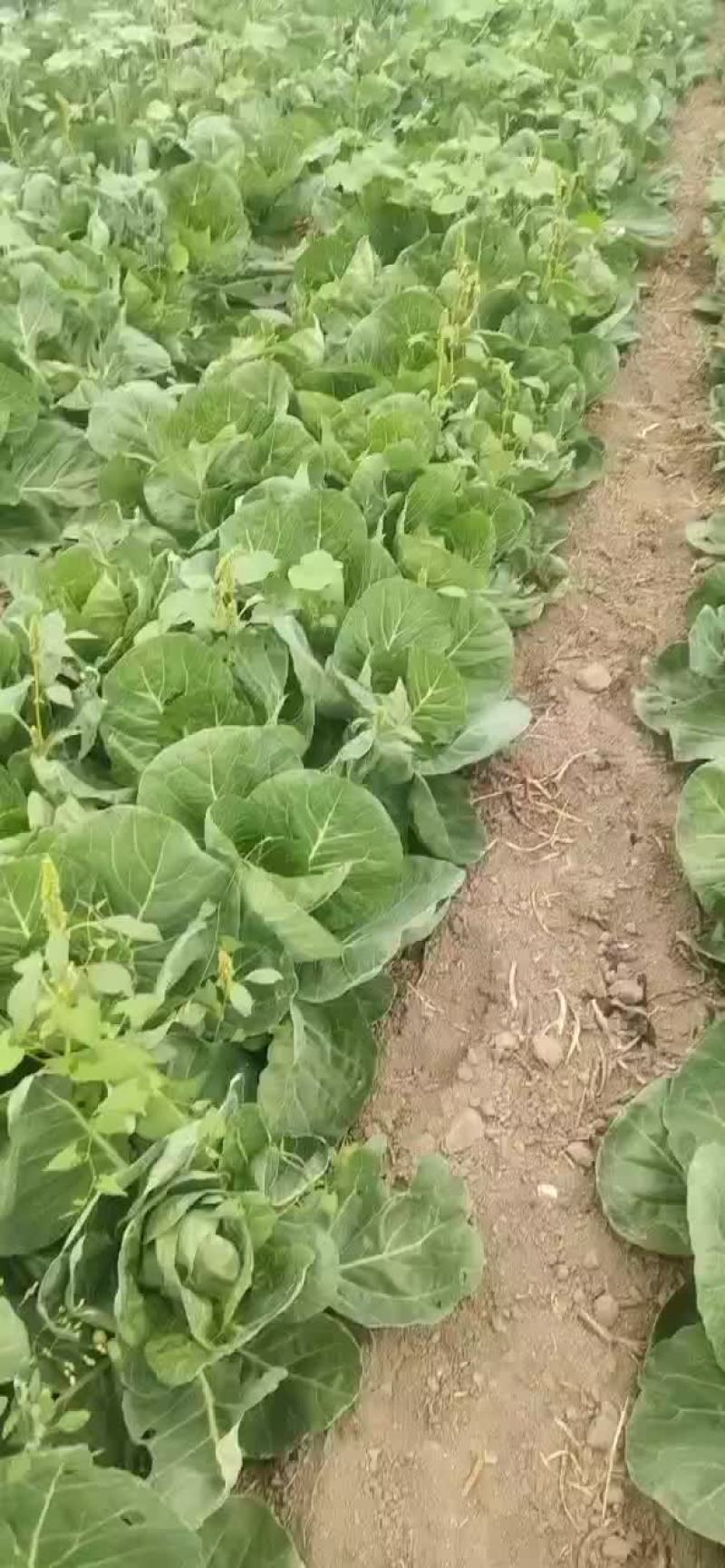 甘蓝