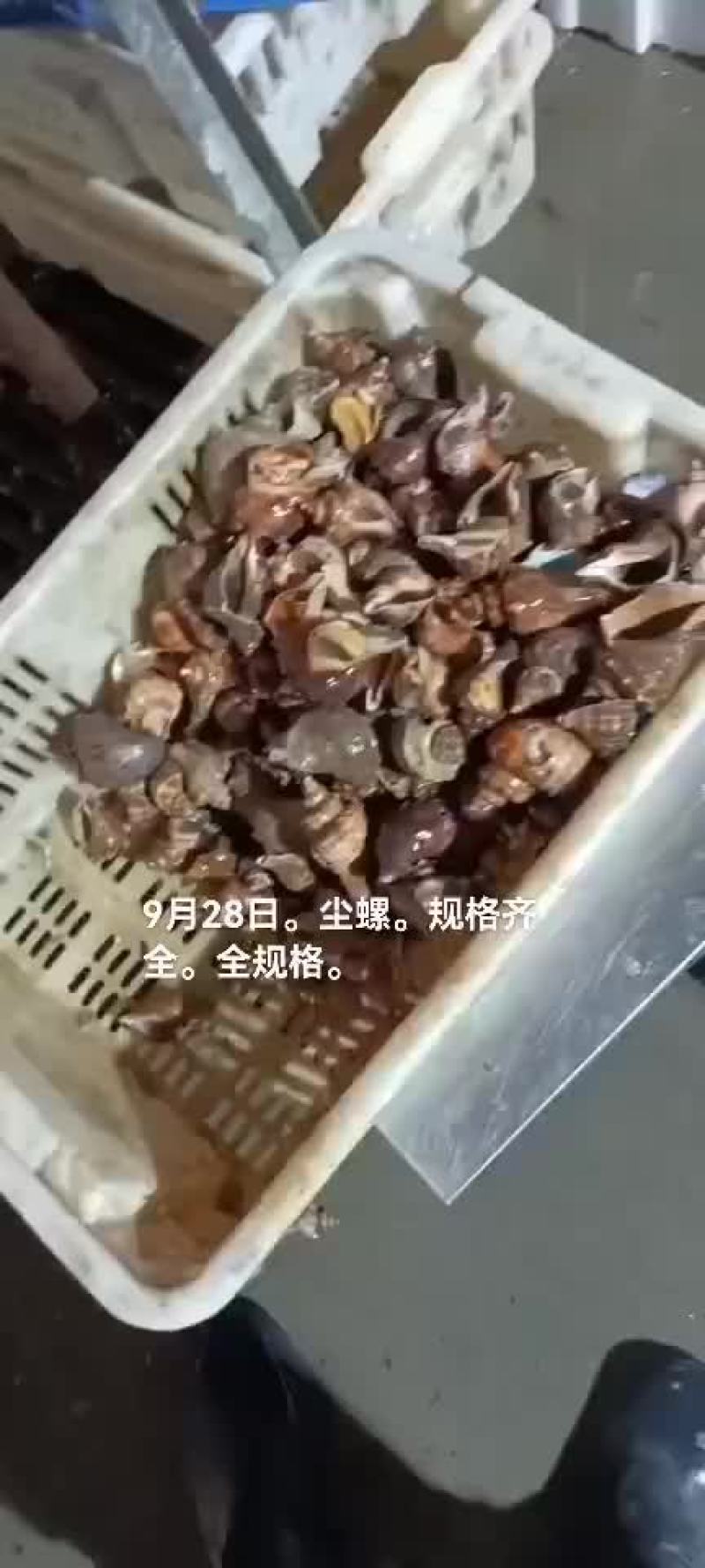海螺