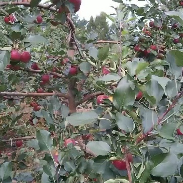 龙丰果