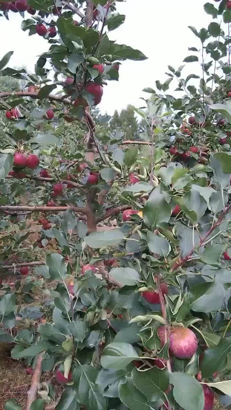 龙丰果