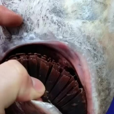 海钓黄鳍金枪鱼12-15斤一条