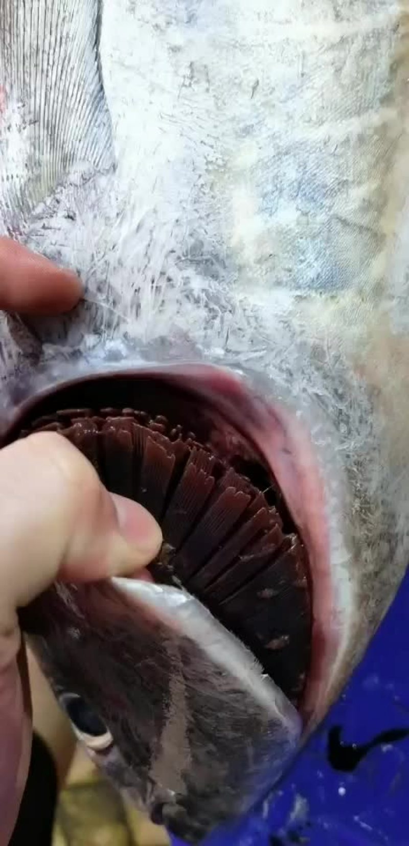 海钓黄鳍金枪鱼12-15斤一条