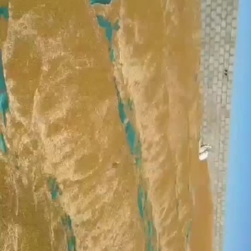 油菜籽