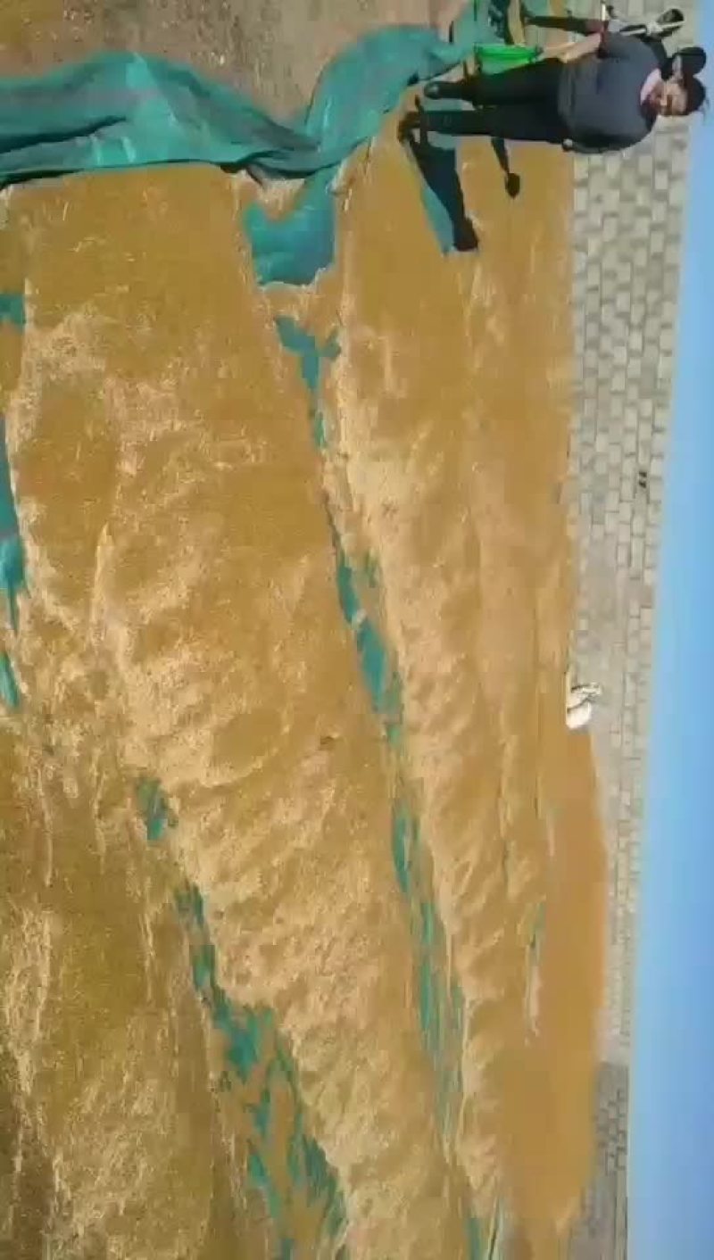 油菜籽