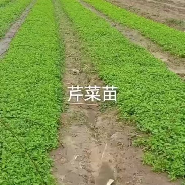 芹菜苗