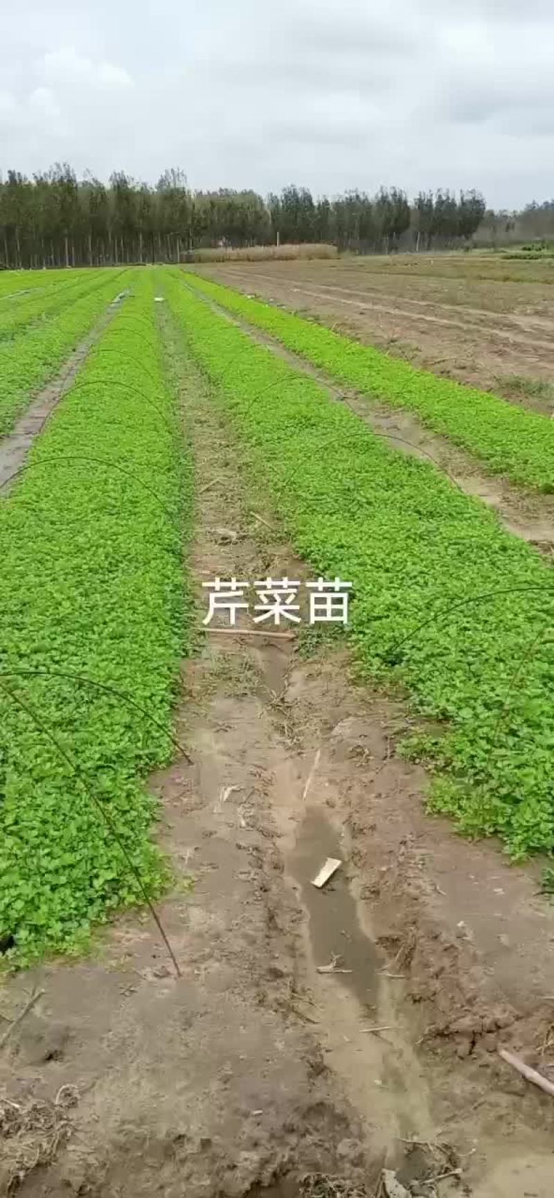 芹菜苗
