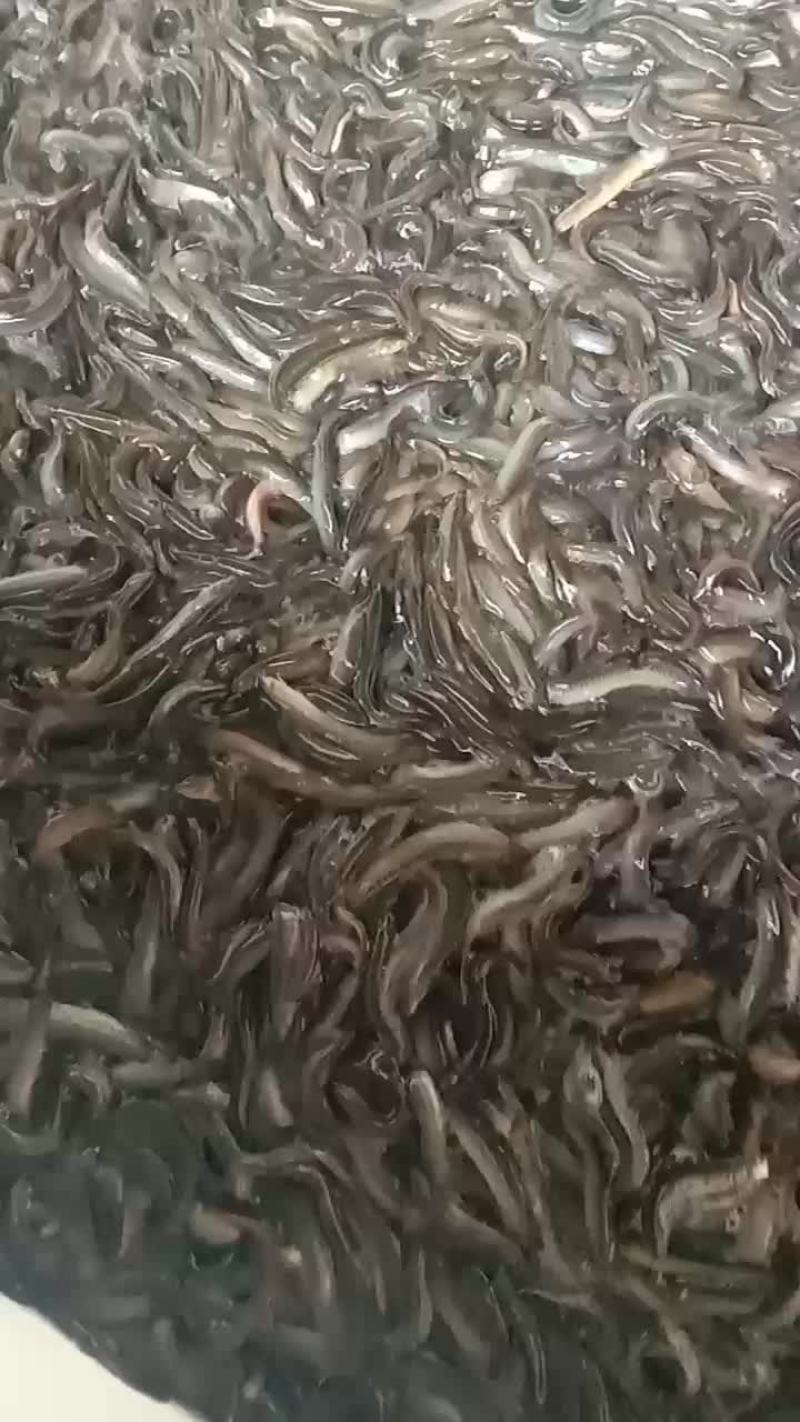 需要银雪鱼，泥鳅找我决对批发价