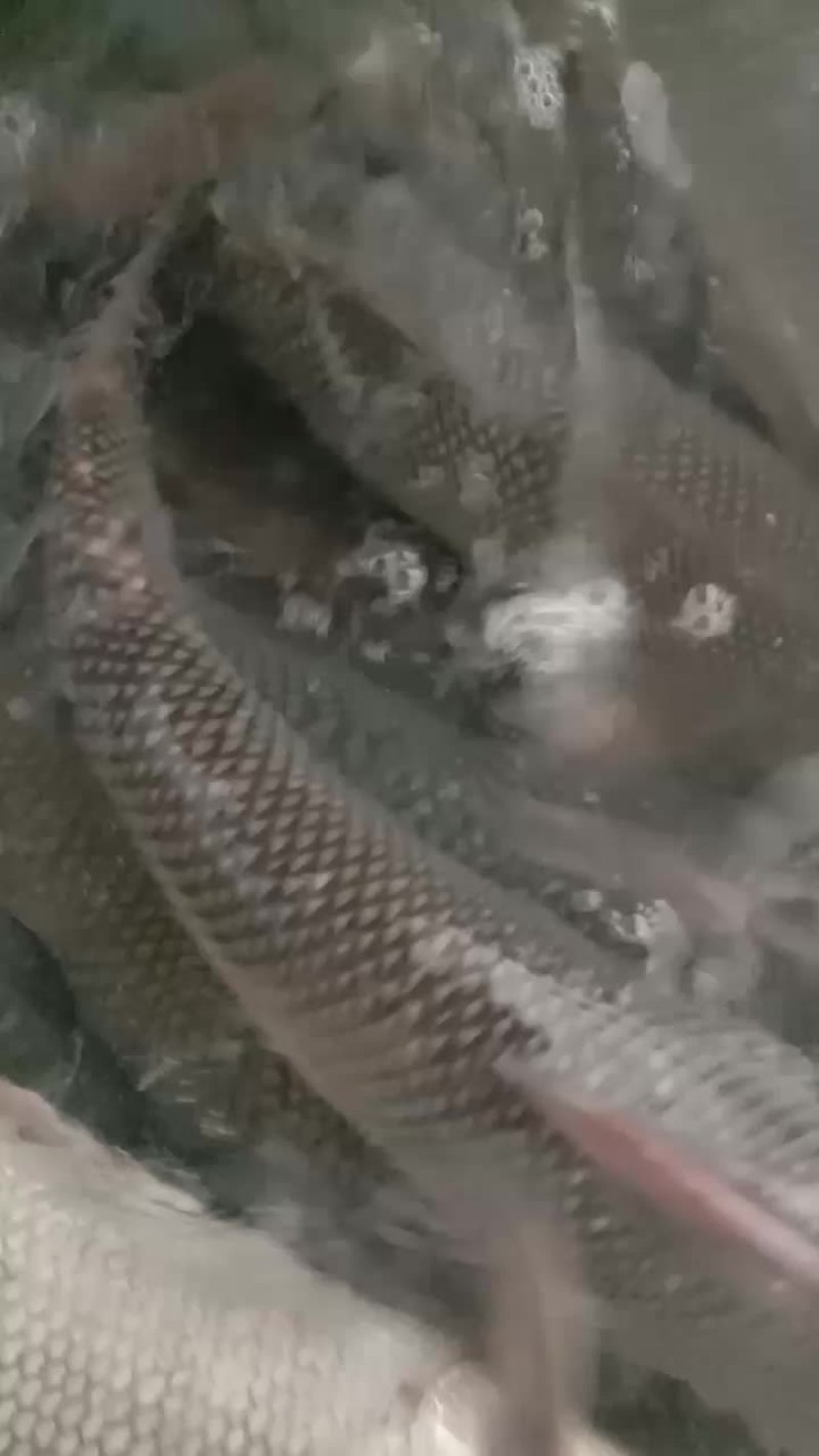 需要银雪鱼，泥鳅找我决对批发价