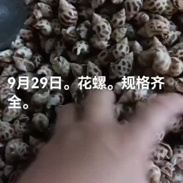花螺