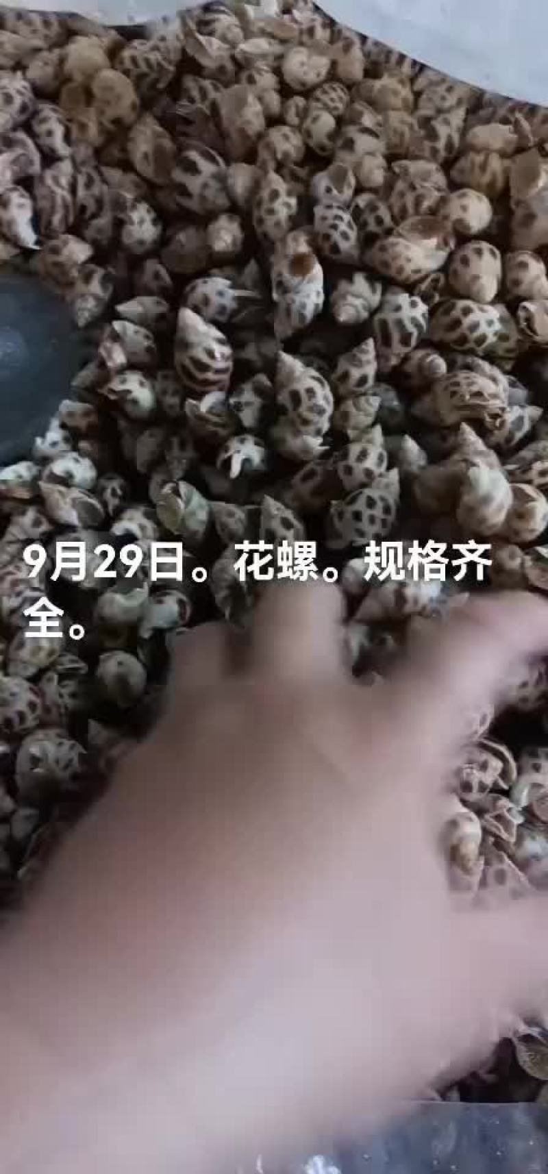 花螺