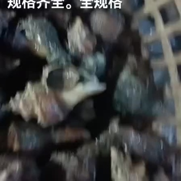 海螺