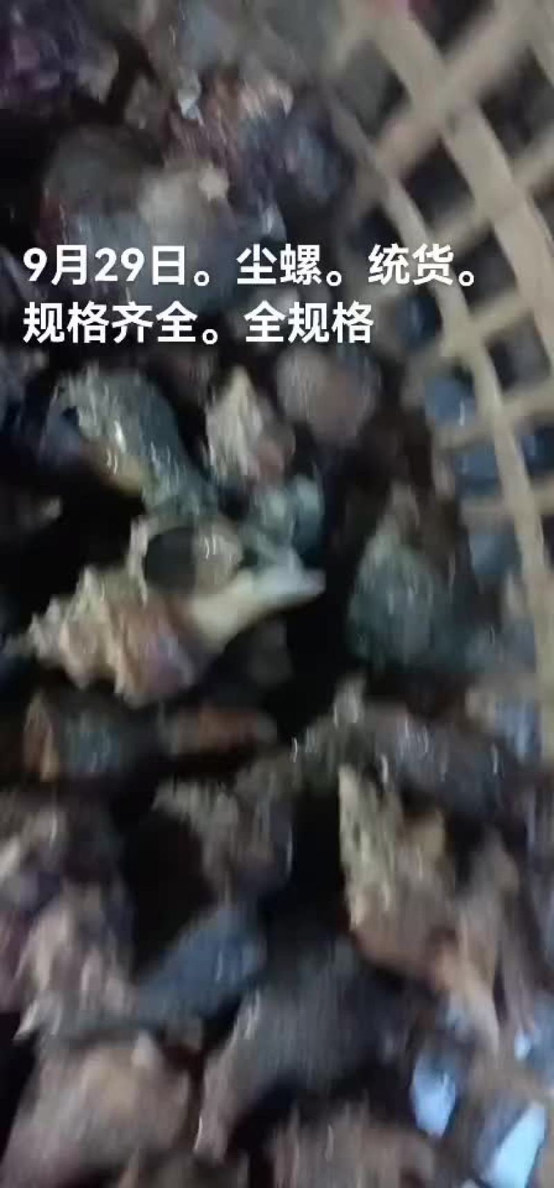 海螺