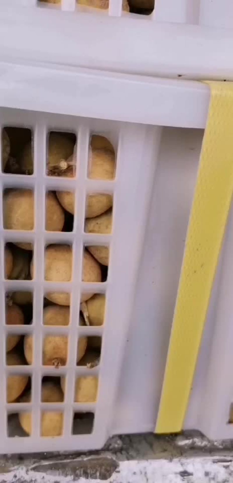 龙眼