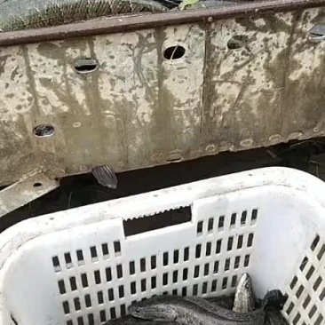 大量黑鱼