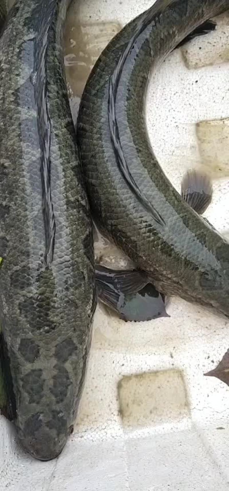 大量黑鱼