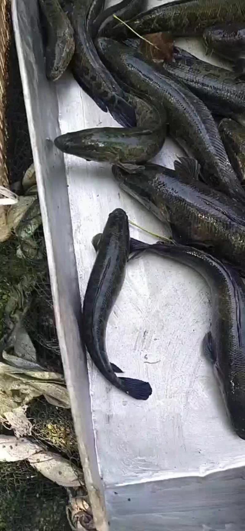 大量黑鱼