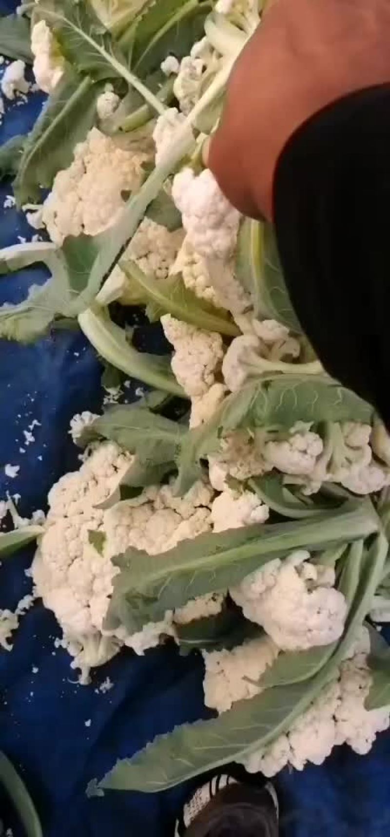 精品有机花面白青杆小米粒