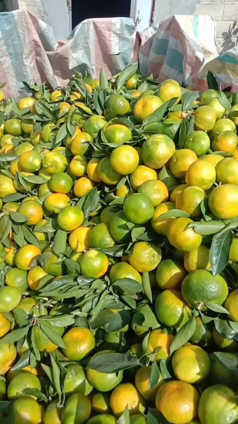 蜜橘已经大量上市了，口感很好，色泽鲜艳