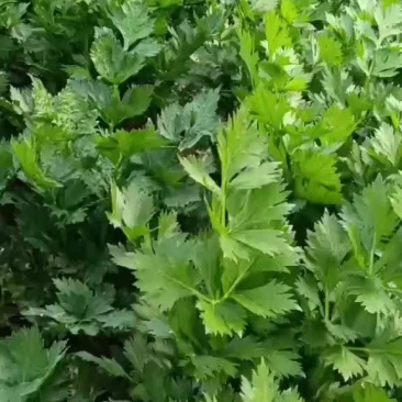 西芹辽宁省锦州市黑山县西芹种植基地正在大量上市有需要的联