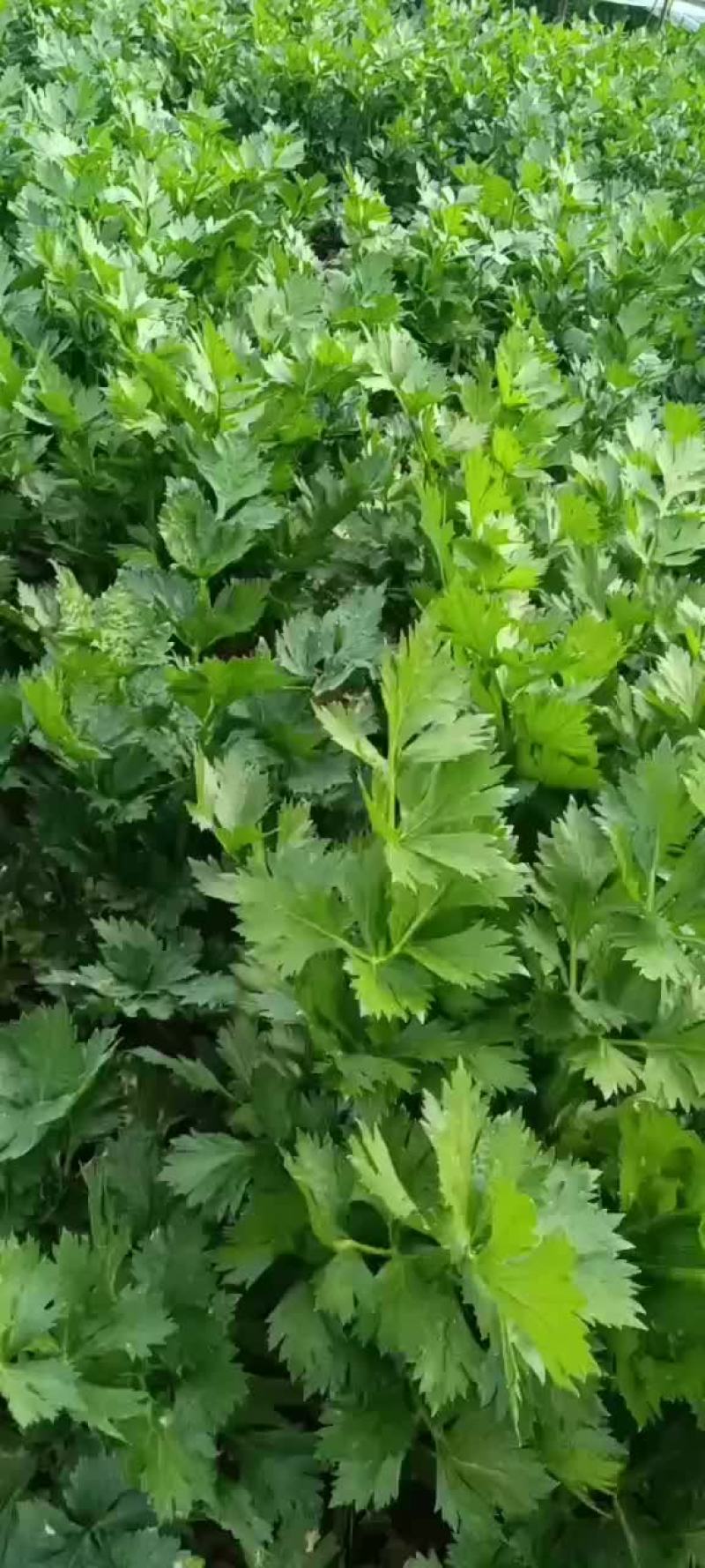 西芹辽宁省锦州市黑山县西芹种植基地正在大量上市有需要的联
