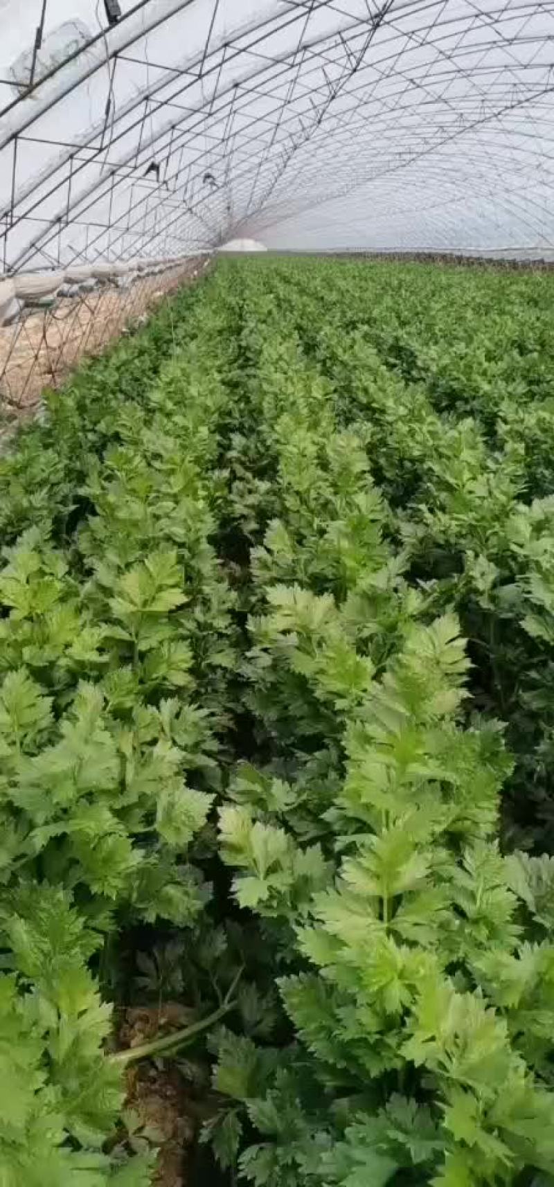 西芹辽宁省锦州市黑山县西芹种植基地正在大量上市有需要的联