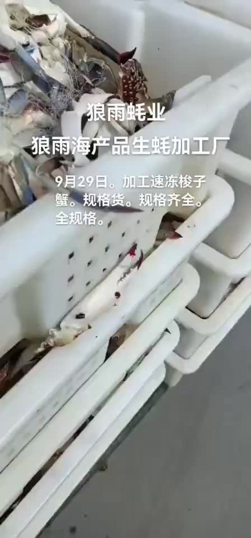 梭子蟹