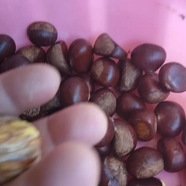 沙栗