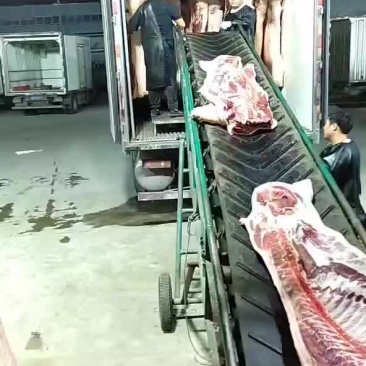 1胎2胎母猪白条