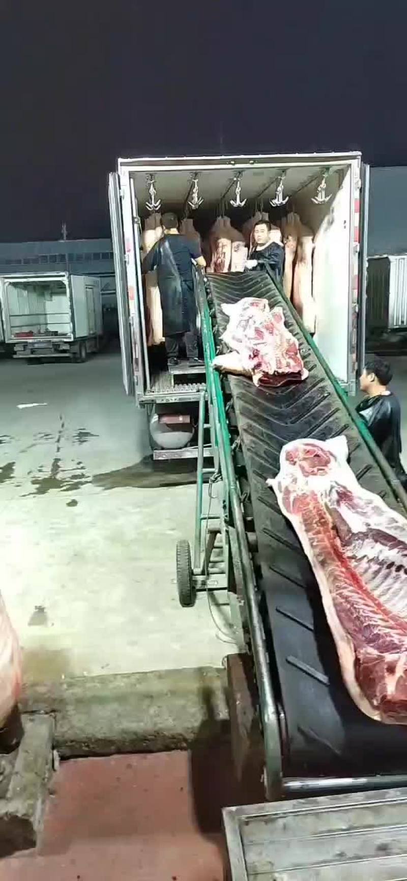 1胎2胎母猪白条