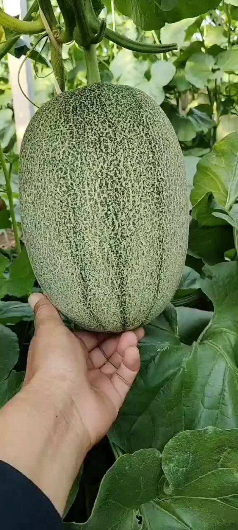 山东潍坊寿光西周密，晓密二五大量上市，大量供应质量杠杠滴