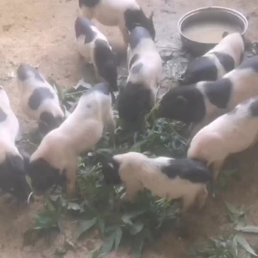 纯绿色巴马香猪，