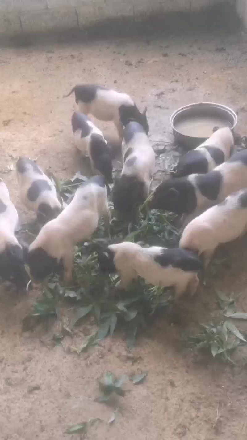 纯绿色巴马香猪，