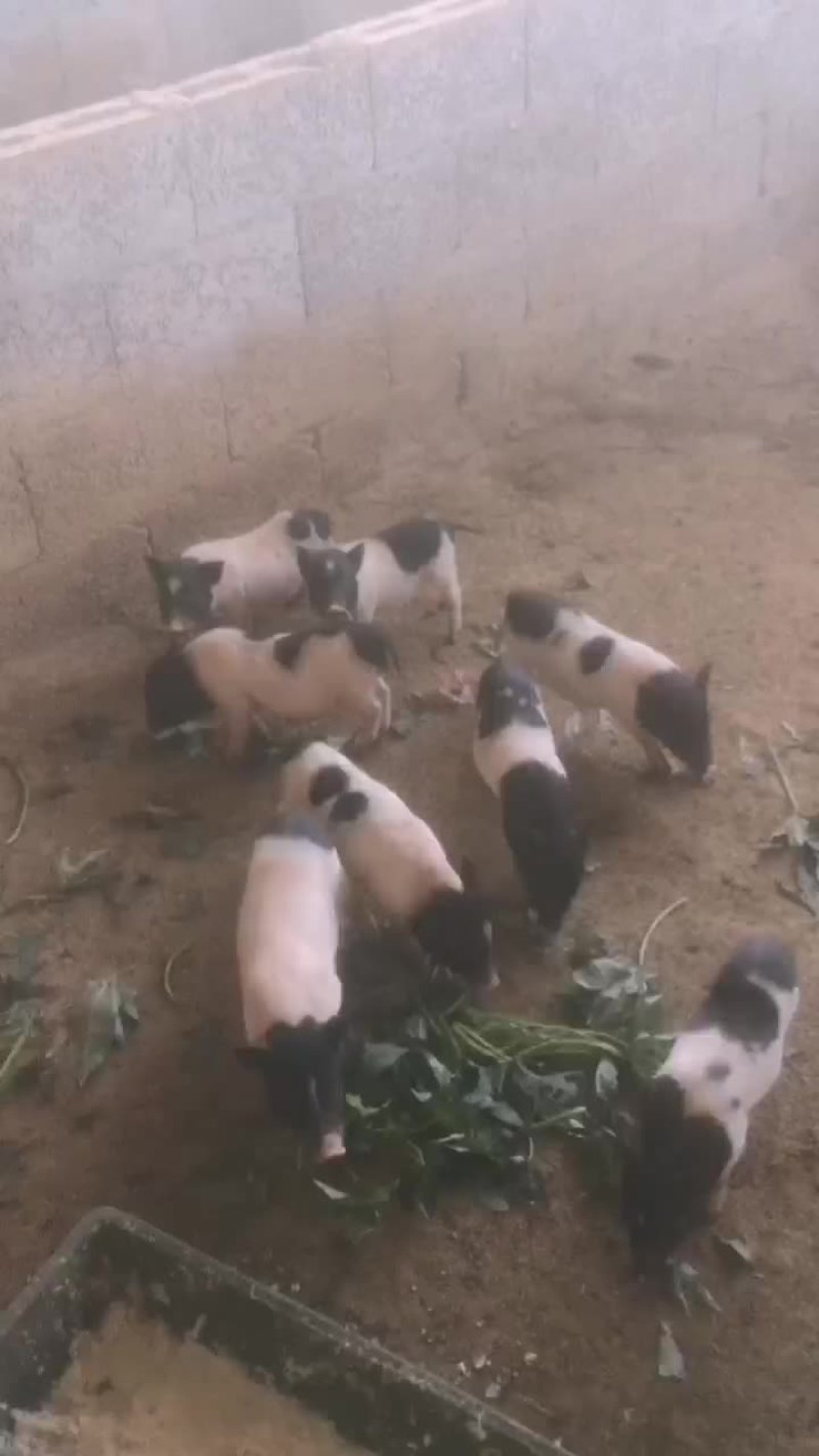 纯绿色巴马香猪，