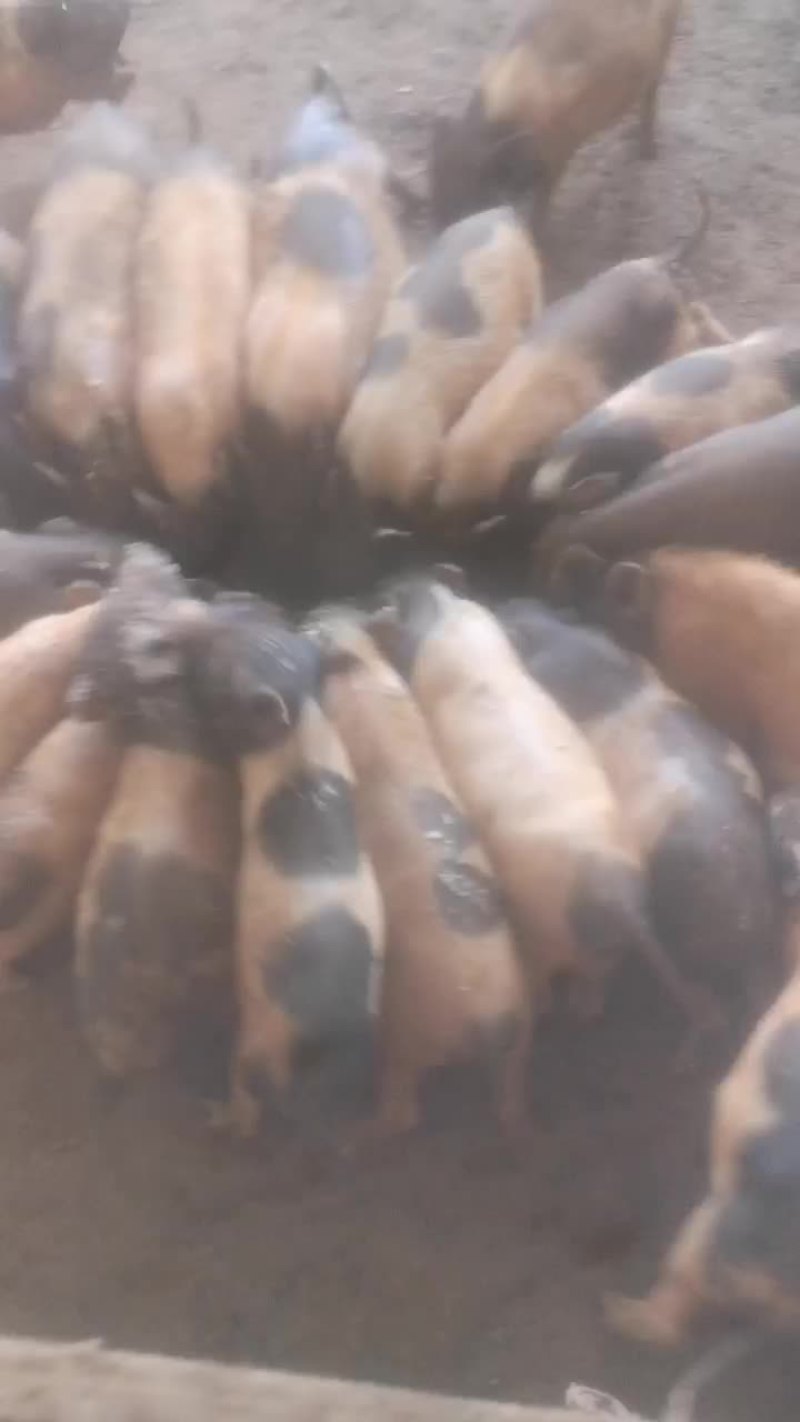 纯绿色巴马香猪，