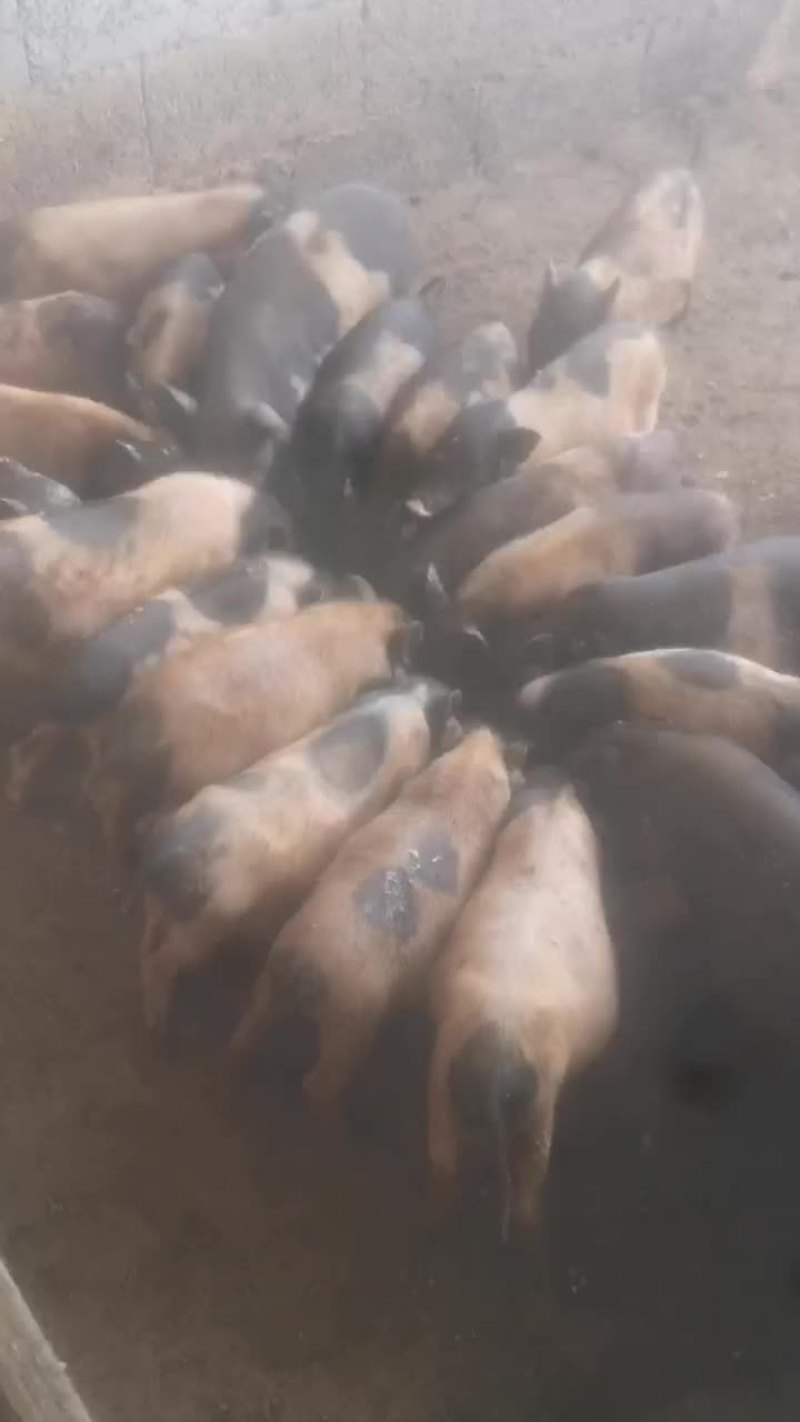纯绿色巴马香猪，