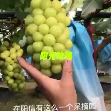 阳光玫瑰葡萄
