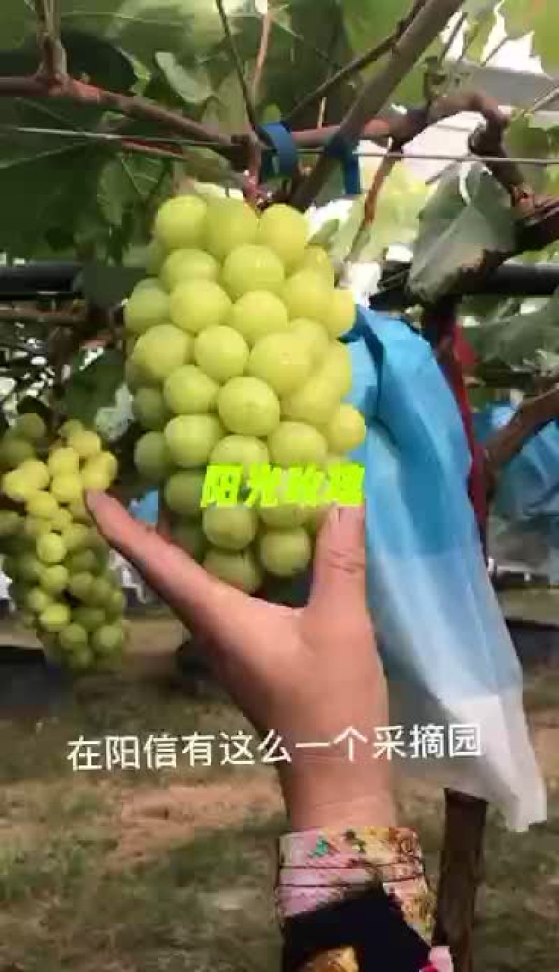 阳光玫瑰葡萄