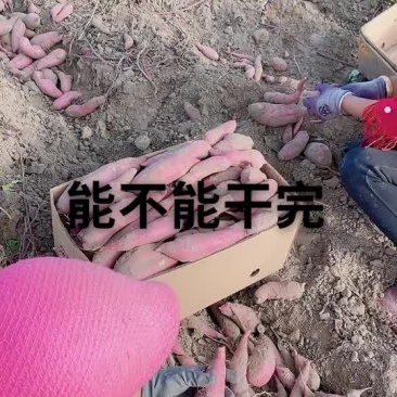 地瓜