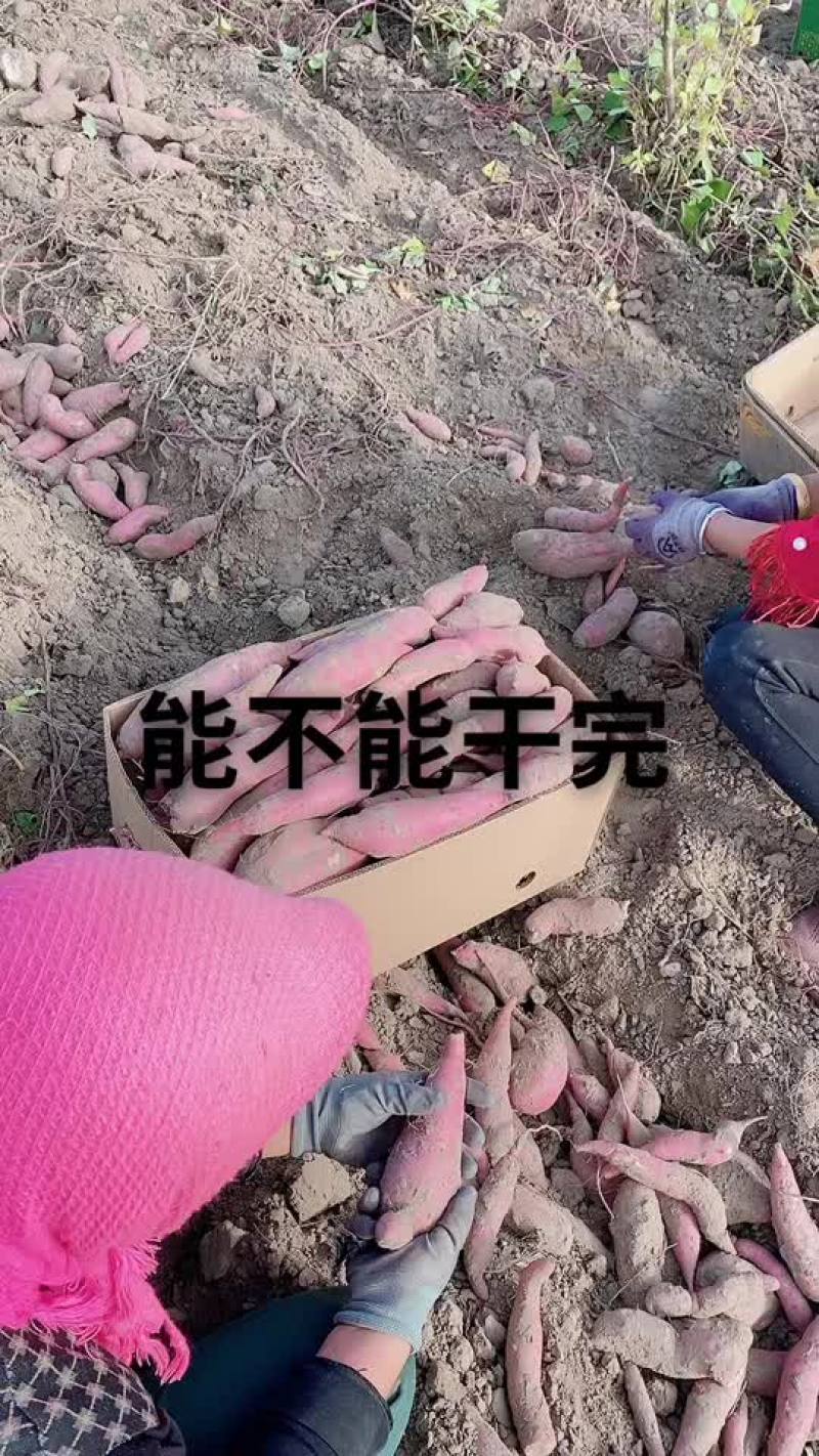 地瓜