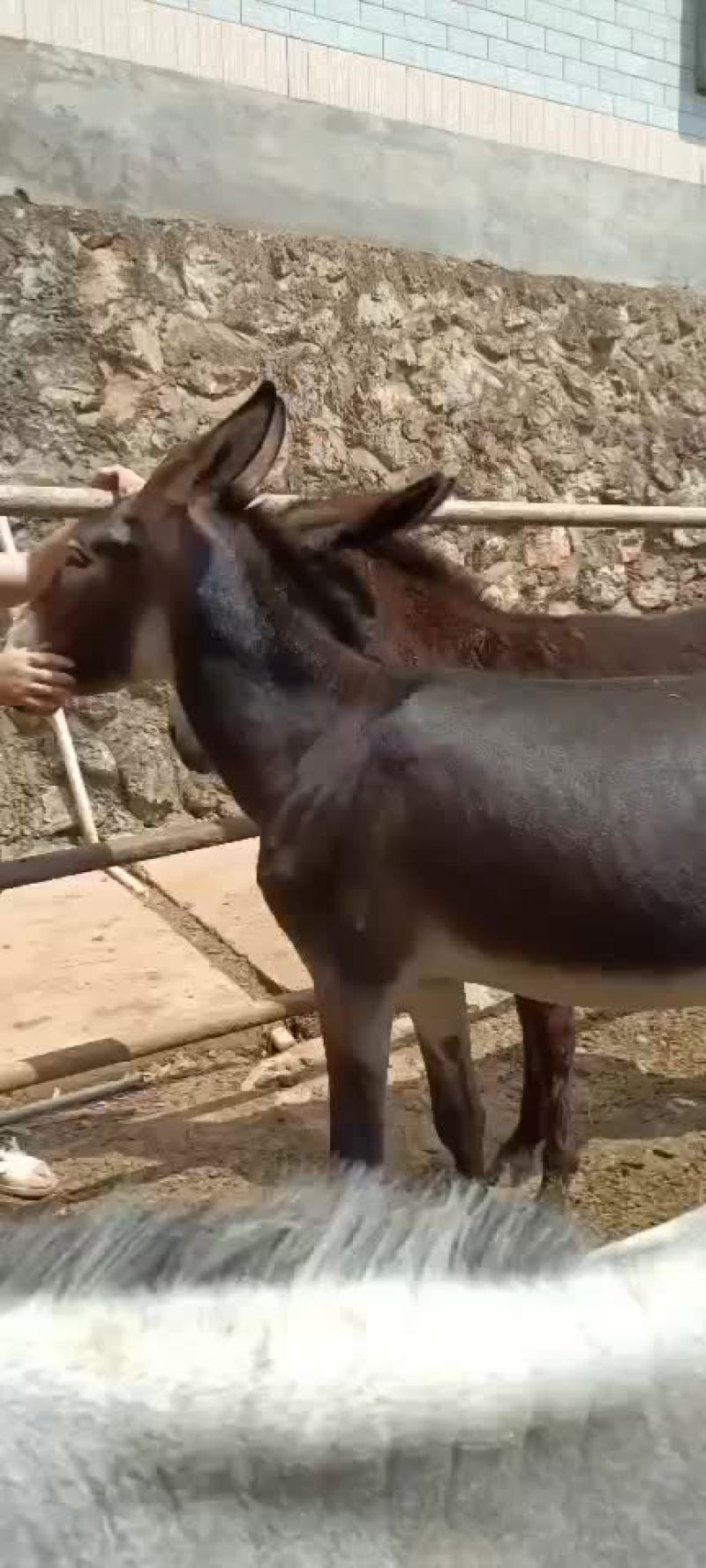 毛驴驹子，小毛驴，毛驴苗，德州驴，土毛驴，杂交驴。乌头驴
