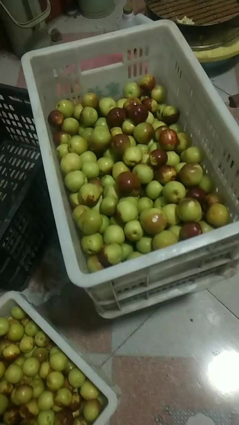 沾化冬枣，好吃不贵，又甜又脆