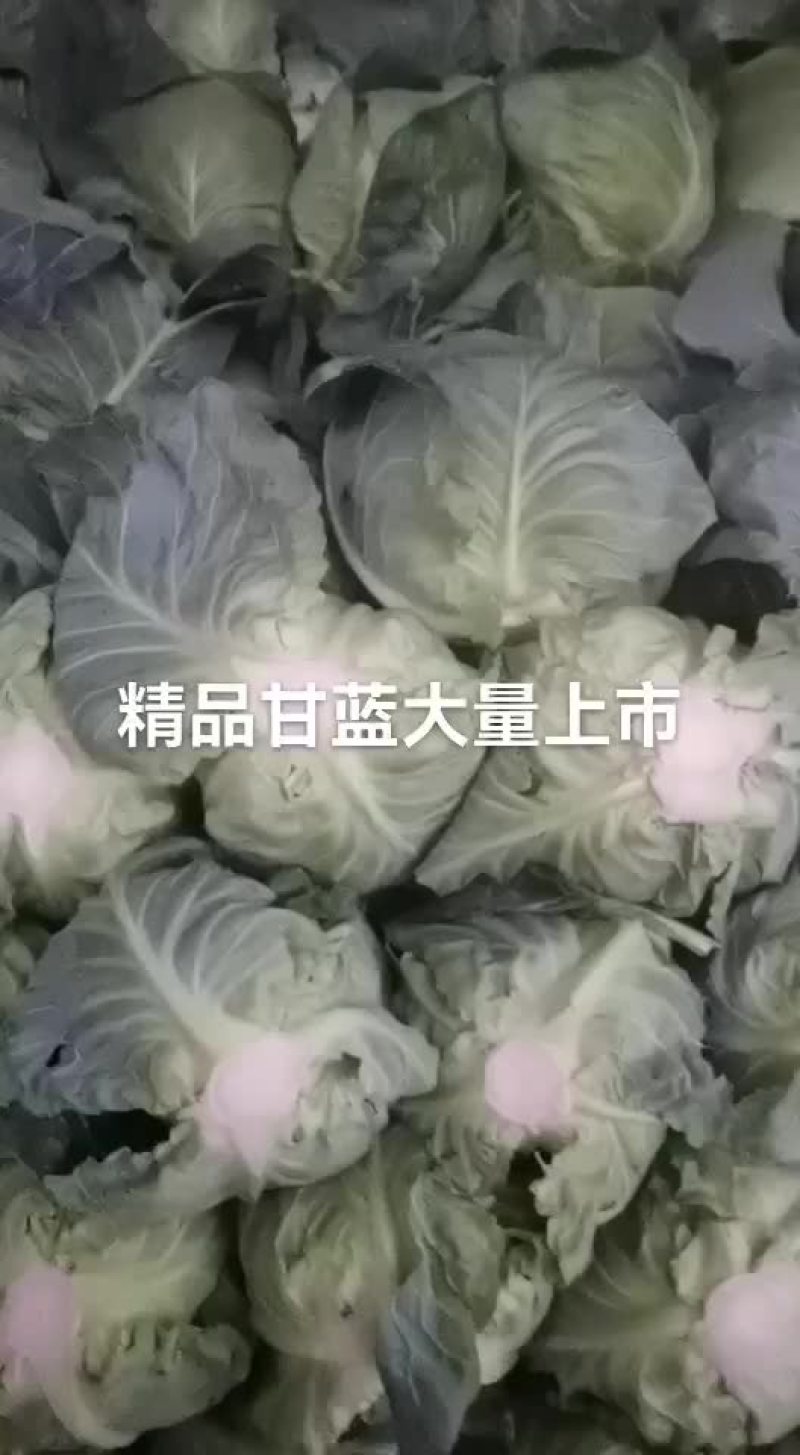 河北省昌黎精品甘蓝大量上市欢迎新老客户前来选购