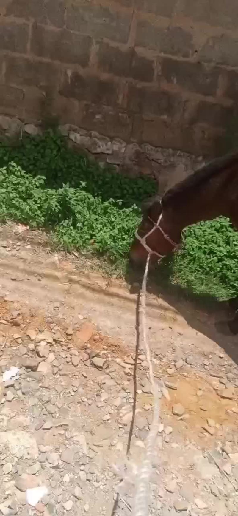 马驹子，质量很好的肉马驹子，嫩口小马，膘肥体壮