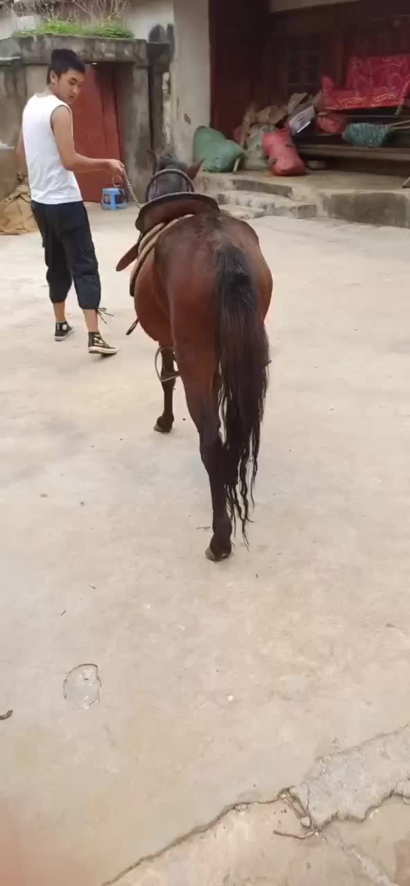 马驹子，质量很好的肉马驹子，嫩口小马，膘肥体壮