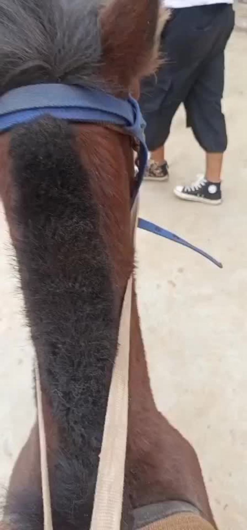 马驹子，质量很好的肉马驹子，嫩口小马，膘肥体壮