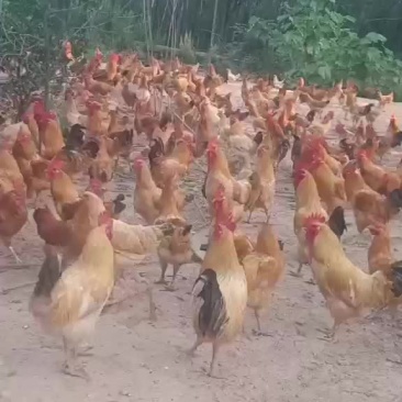 老鸡