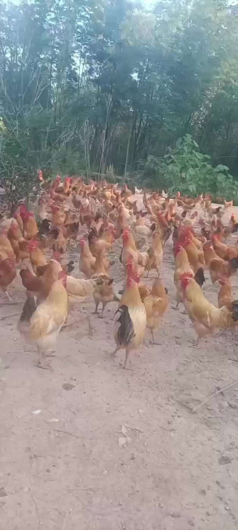 老鸡